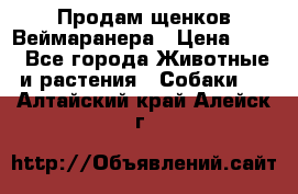 Продам щенков Веймаранера › Цена ­ 30 - Все города Животные и растения » Собаки   . Алтайский край,Алейск г.